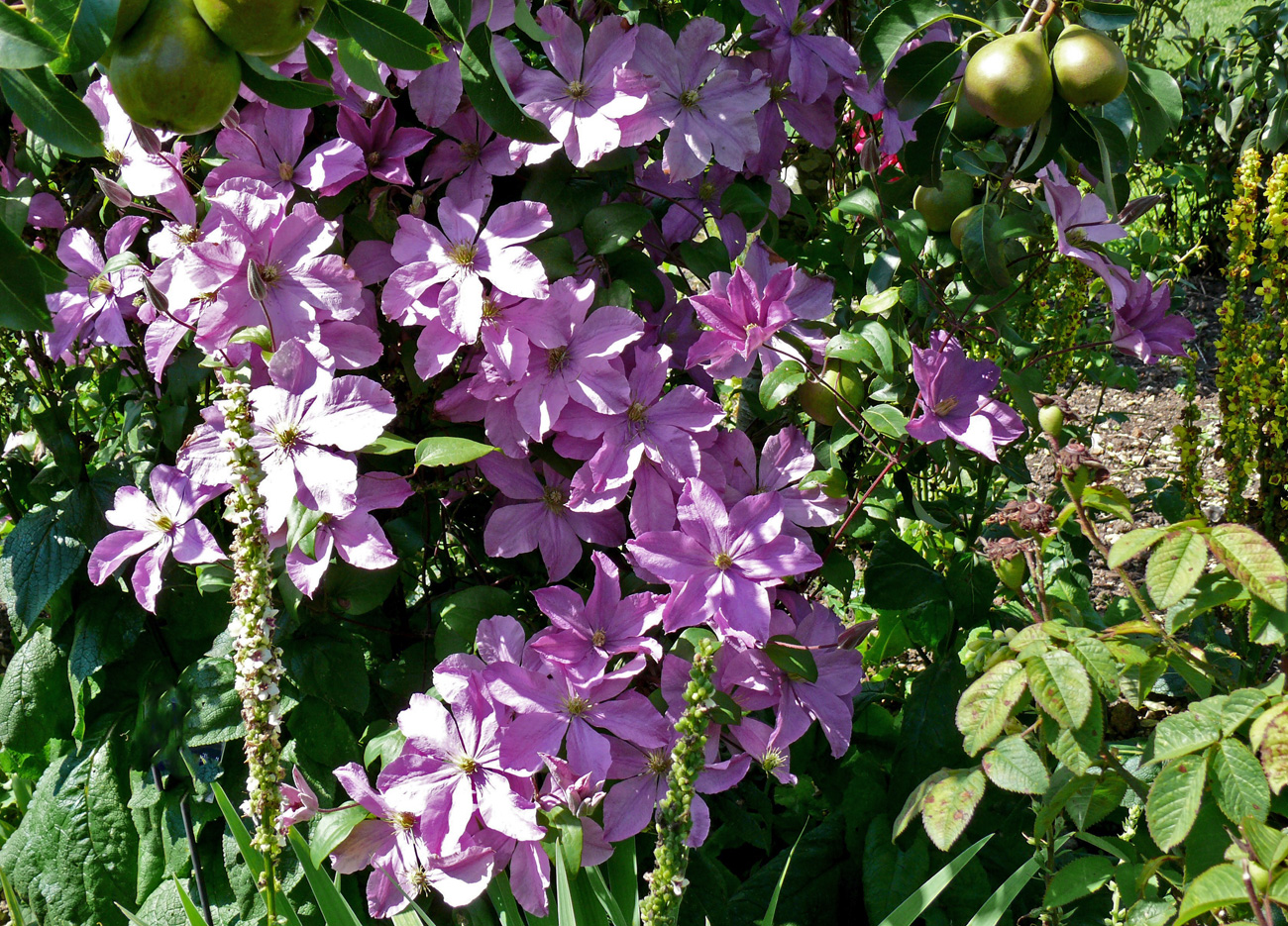 Clematis 'Madame Baron Veillard'